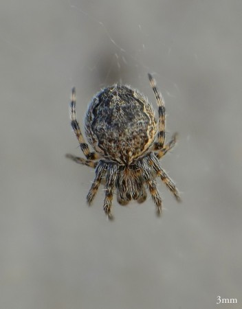 Araneus sp. juvenil